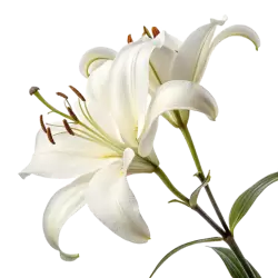 Imagen PNG para descargar